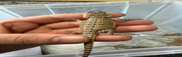 Bearded Dragon reptiles for sale: Beautiful Baby Bearded Dragons Available - Advert 12