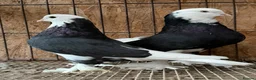 Pigeons birds for sale: FANCY WEST OF ENGLAND TUMBLERS  - Advert 5