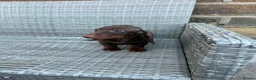 Miniature Dachshund dogs for sale: Last Females Miniature dachsunds - Advert 6