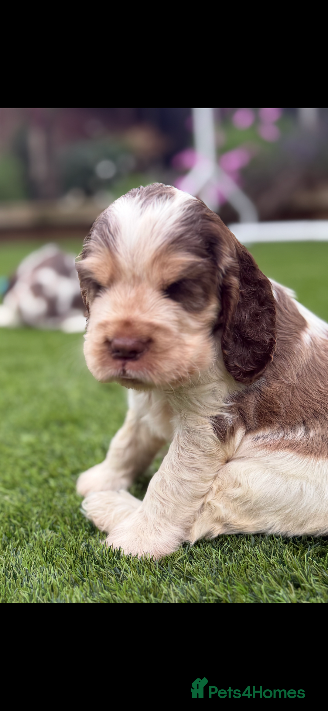 Cocker Spaniel dogs for sale: Quality English Show Cocker Spaniels (Serci Lines) - Image 11