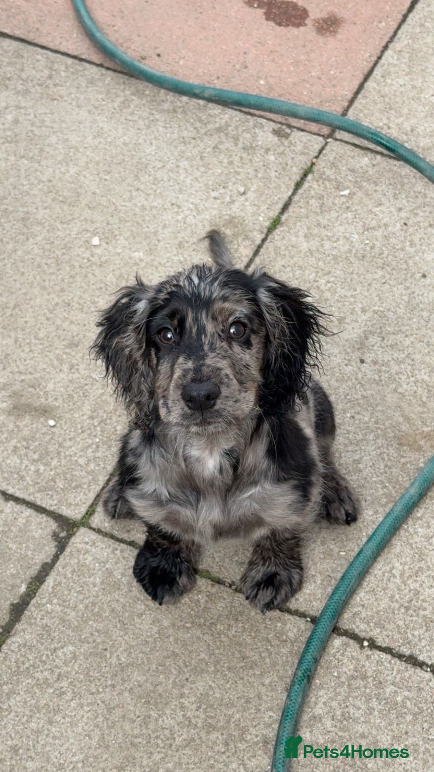 Cocker Spaniel dogs Merle cocker spaniel puppy - Advert 2