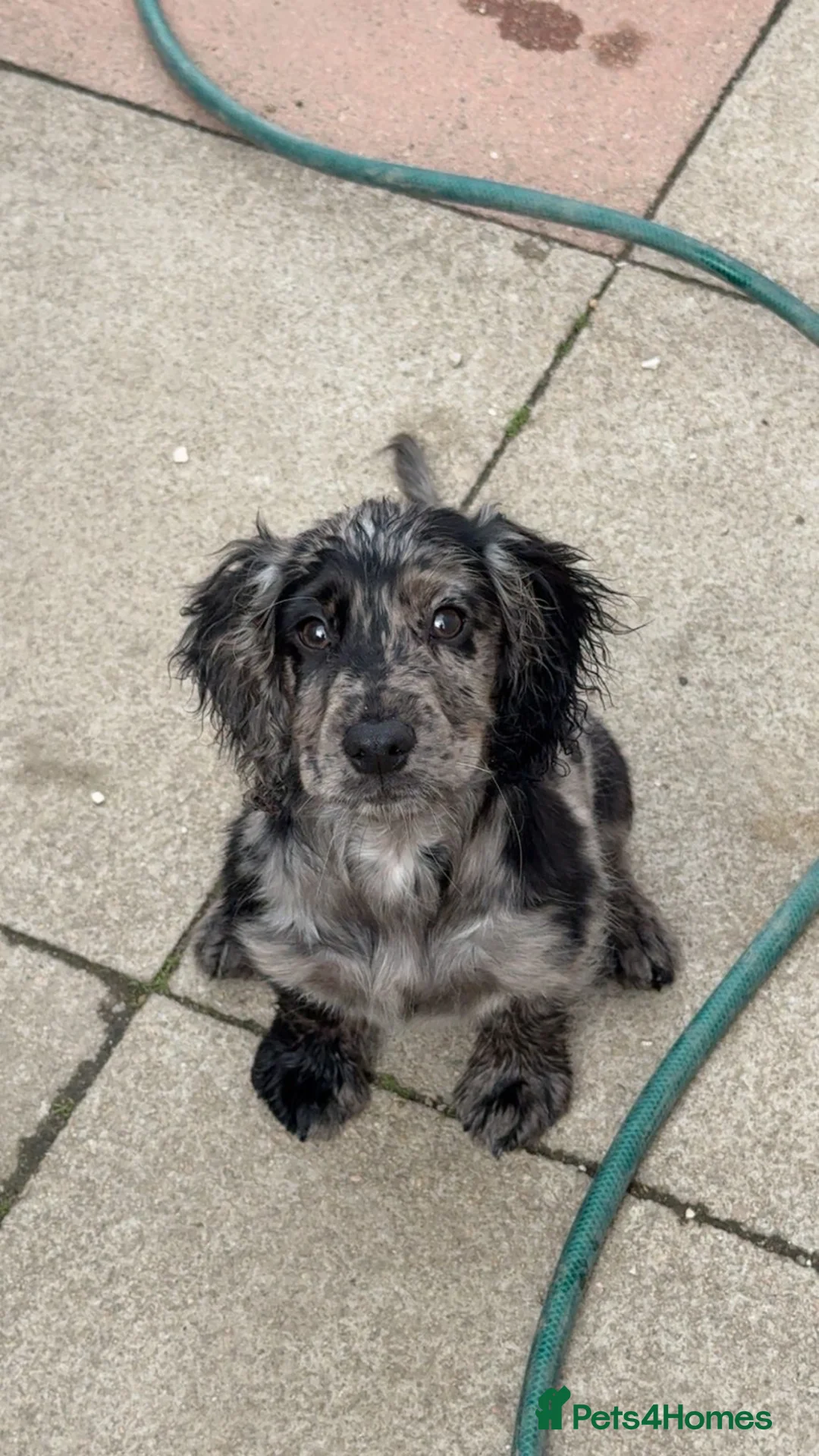 Cocker Spaniel dogs for sale: Merle cocker spaniel puppy - Advert 1