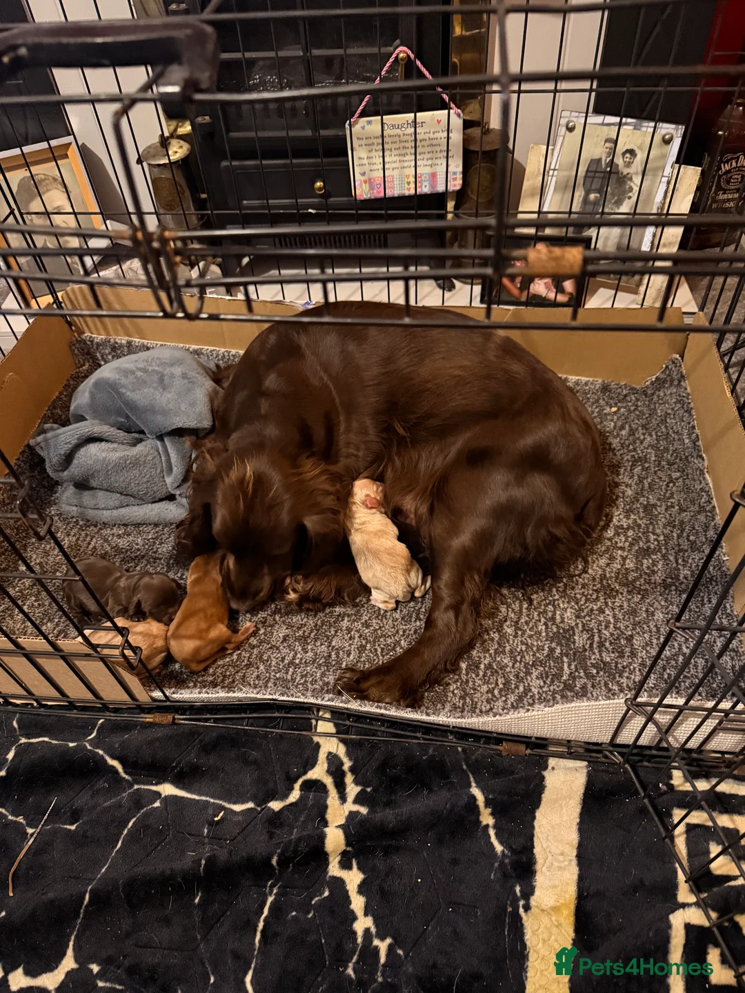 Cocker Spaniel dogs for sale: Working Cocker Spaniel pups, mam and dad  KC reg in Peterlee - Advert 10