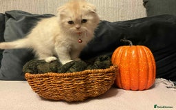 Scottish Fold cats for sale: !4 LEFT! BEAUTIFUL SCOTTISH FOLDS FOR SALE - Image 7