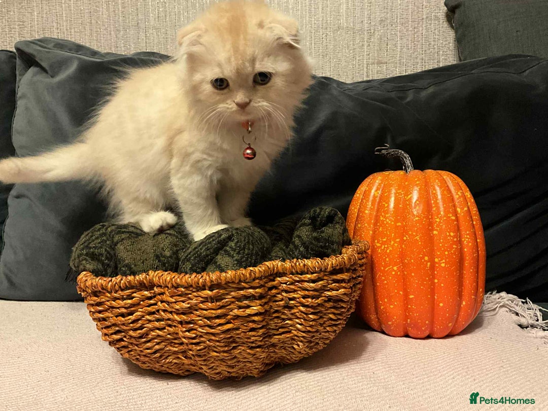 Scottish Fold cats for sale: !4 LEFT! BEAUTIFUL SCOTTISH FOLDS FOR SALE - Image 7