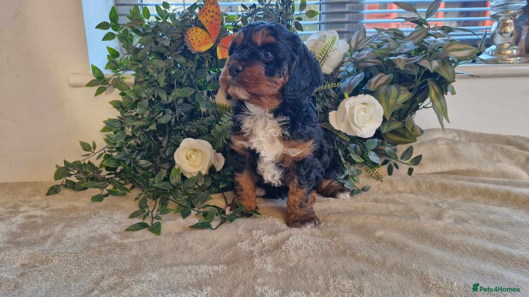 Cavapoo dogs for sale: stunning rare f1 cavapoo puppy health tested - Advert 2