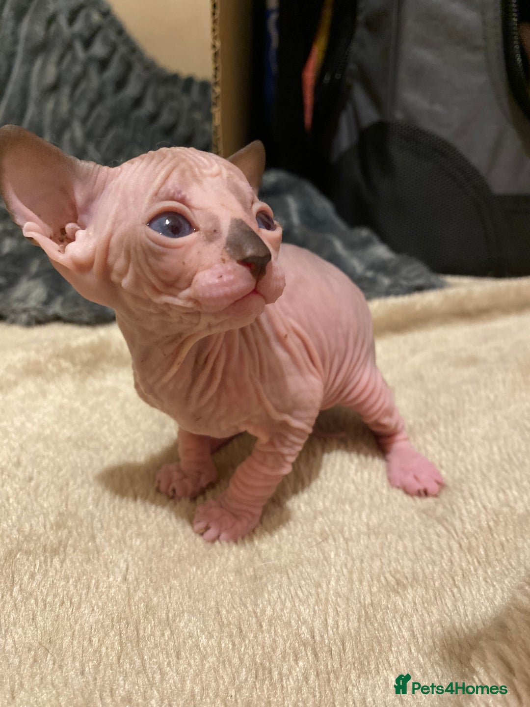 Sphynx cats for sale: Sphynx kittens 😍🥰🥰 - Advert 13