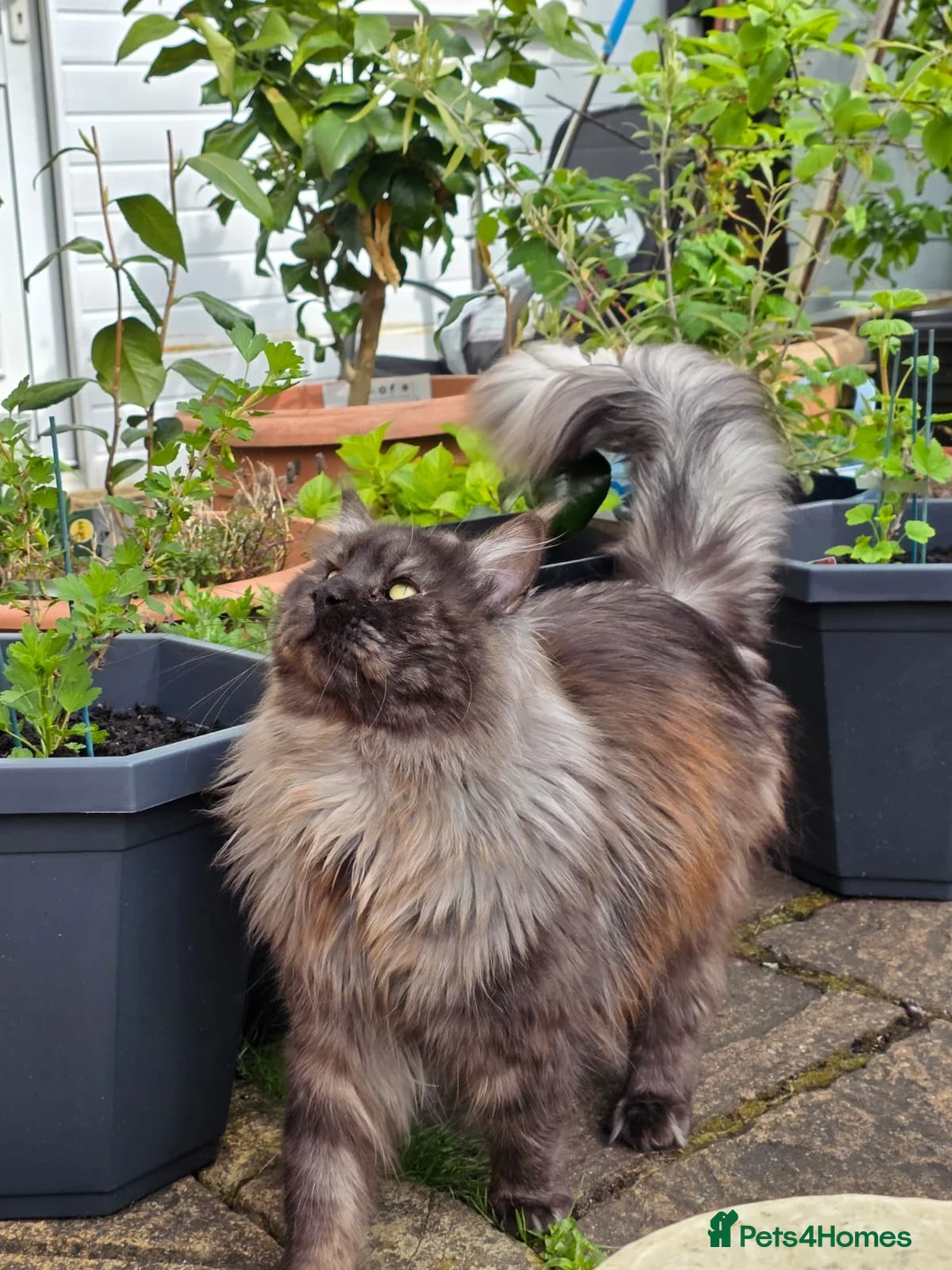 Maine Coon cats for sale: XXL MAINECOON MALE KITTENS  - Advert 12