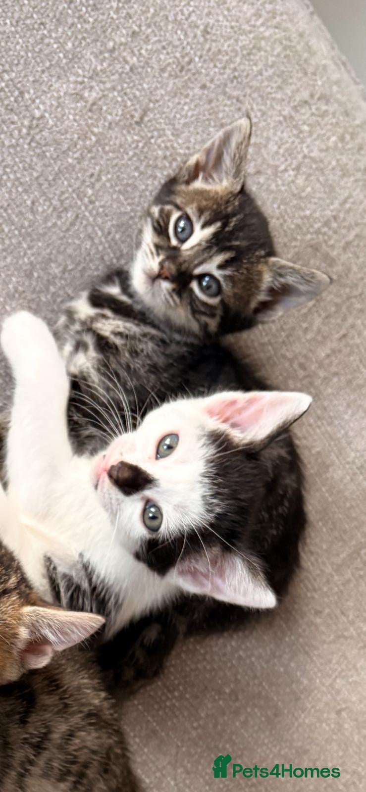 Bengal cats 1 girl left beautiful litter ready to leave 21 may - Advert 18