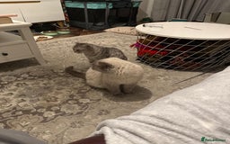 British Shorthair cats for sale: Gorgeous British Shorthair/Scottish Fold kittens - Advert 14