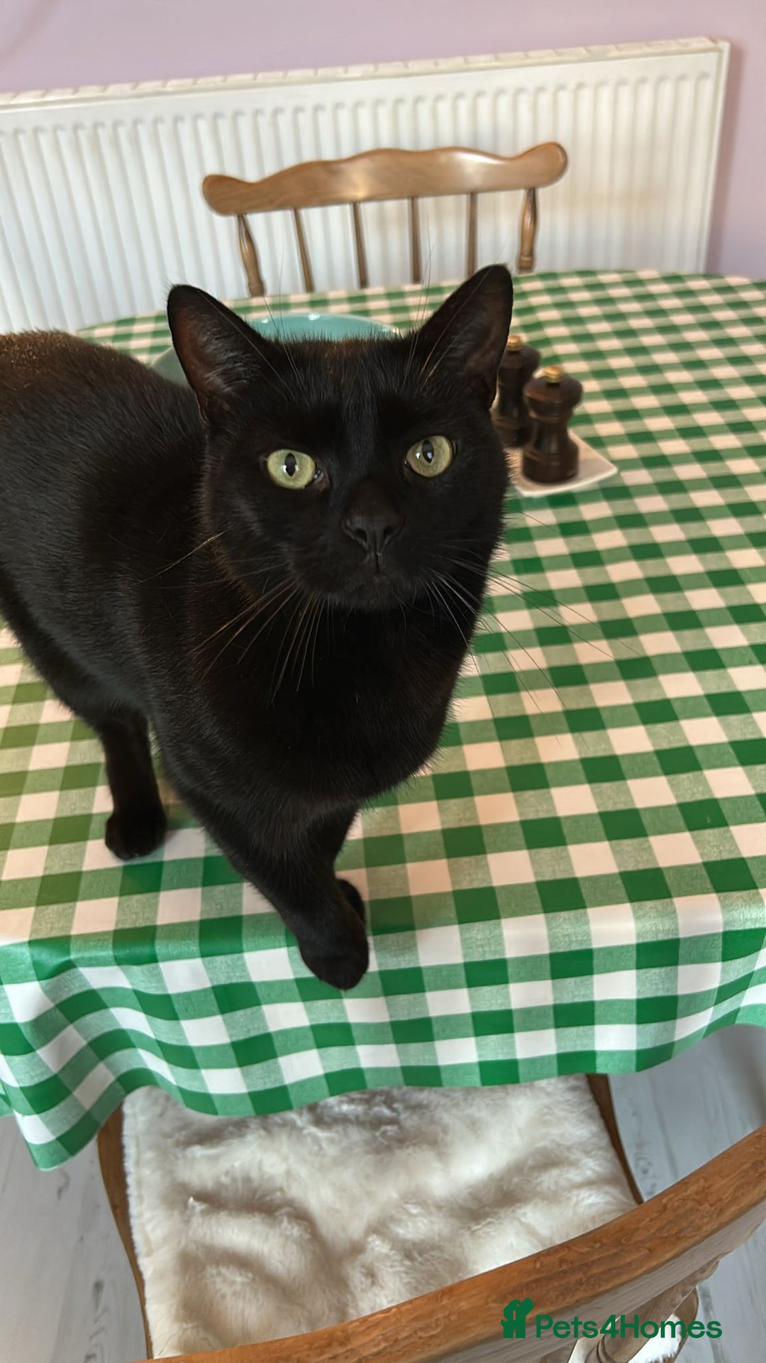 Mixed Breed cats for sale: Free for a new home - Image 1