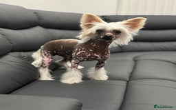 Chinese Crested dogs for sale: Chinese crested (DOG) - Image 3
