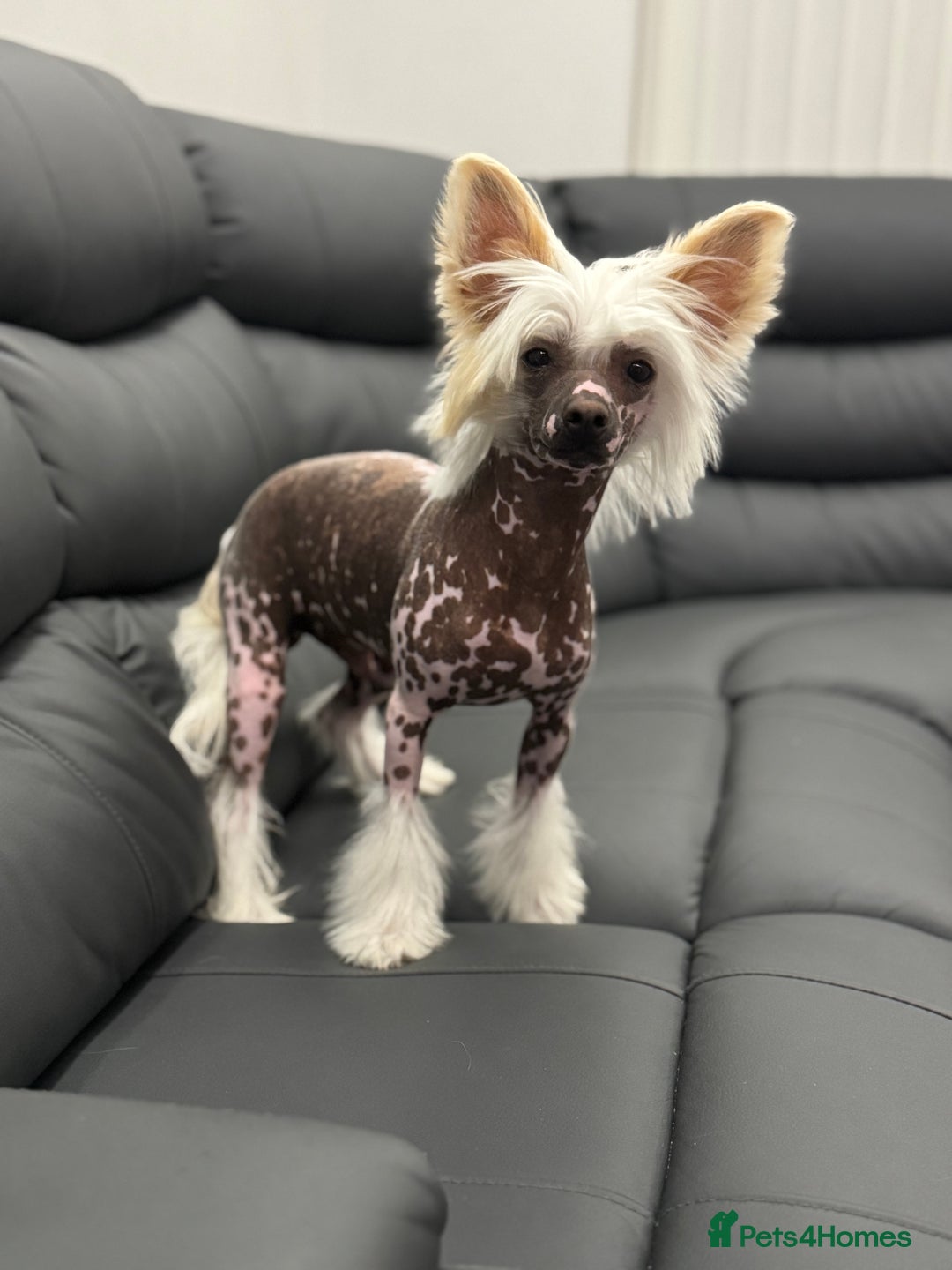 Chinese Crested dogs for sale: Chinese crested (DOG) - Image 3