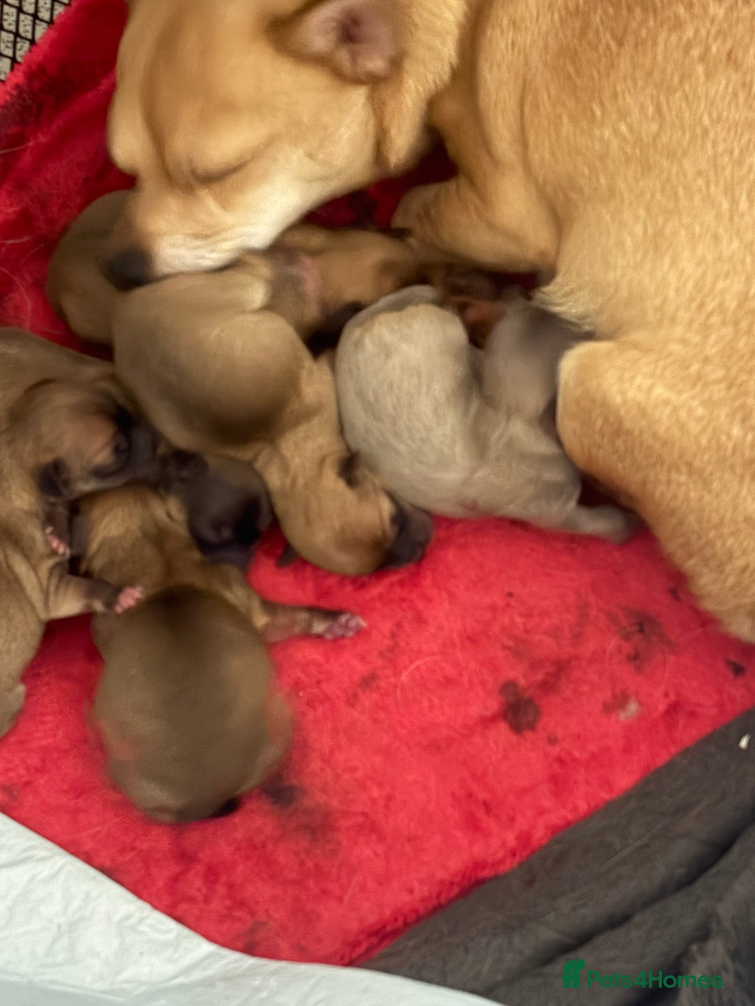 Chihuahua dogs for sale: Beautiful litter of chihuahua puppies - Advert 7