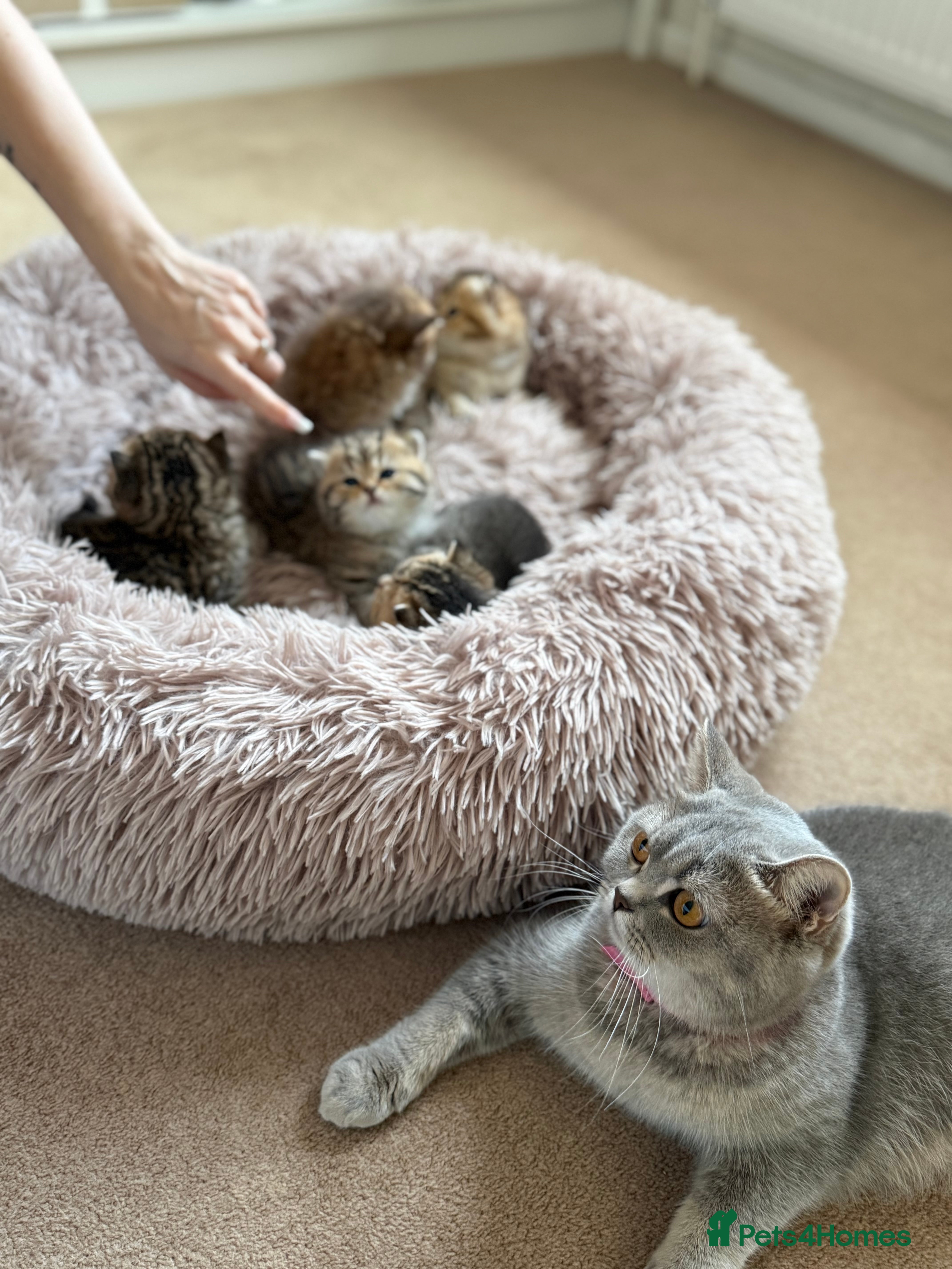 British Shorthair cats Beautiful British Shorthair Kittens – 5 Available - Advert 1