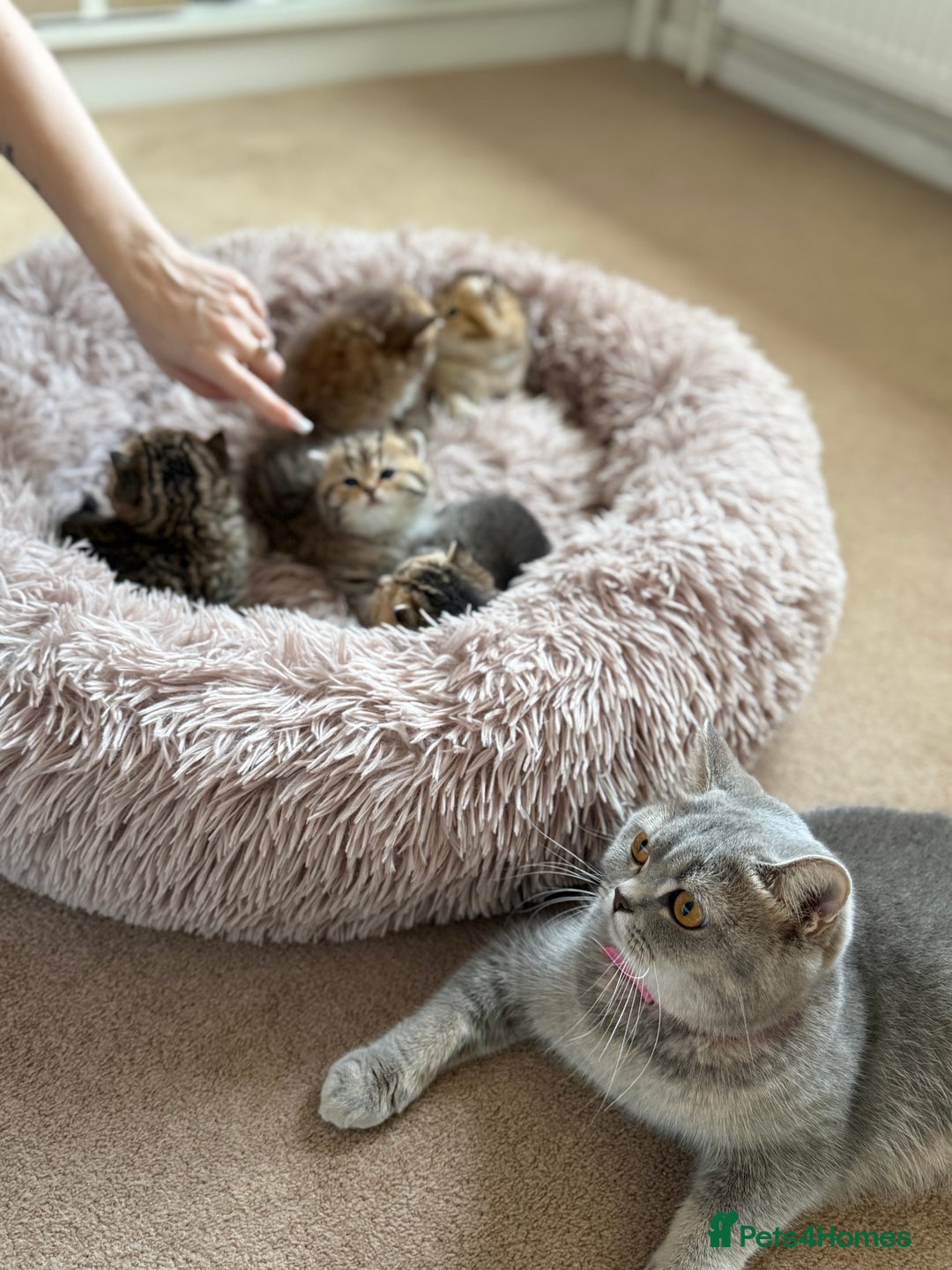 British Shorthair cats for sale: Beautiful British Shorthair Kittens – 5 Available - Advert 1