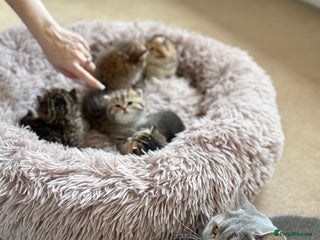 British Shorthair cats Beautiful British Shorthair Kittens – 5 Available - Advert 1