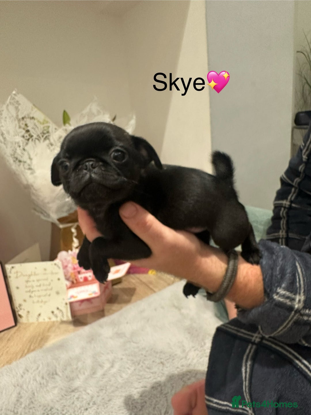 Pug dogs for sale: 🐶 KC Registered Pug Puppies-Ready Now! 🐶 - Image 7