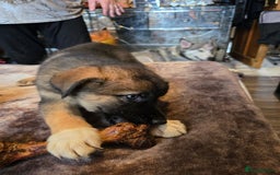 Shepsky dogs for sale: Husky cross German shepherd  - Image 2