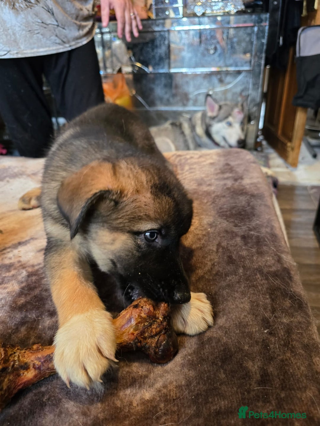 Shepsky dogs for sale: Husky cross German shepherd  - Image 2