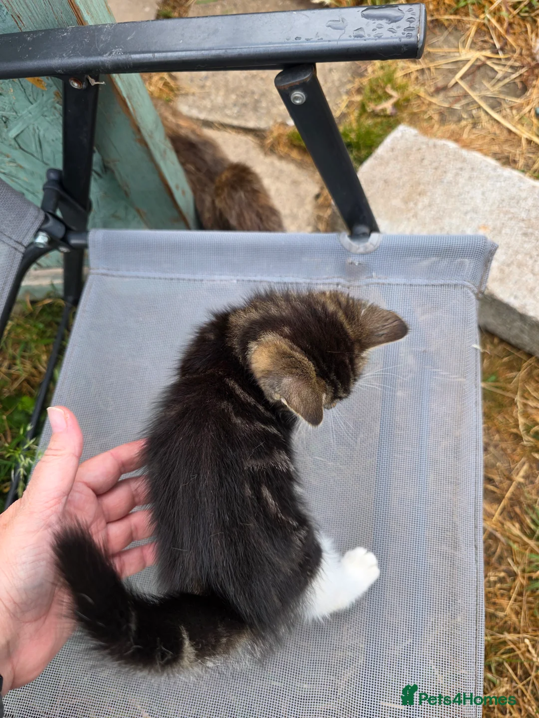 Mixed Breed cats for sale: Two beautiful kittens - Advert 2