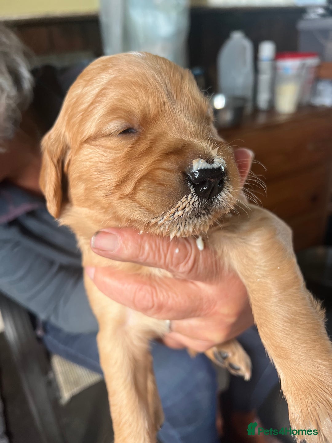 Golden Retriever dogs for sale: 2 beautiful golden retriever boys available. - Image 12