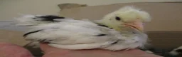 Chickens poultry for sale: Blue laying hybrid Pekin/Araucana  Bantamss - Advert 5