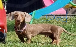 Miniature Dachshund dogs for sale: Stunning Miniture Dachshund pups for sale - Advert 12