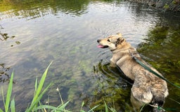 Mixed Breed dogs for sale: 🐾 Armenian Shepherd Security Dog - Meet Mango 🐾 - Image 3