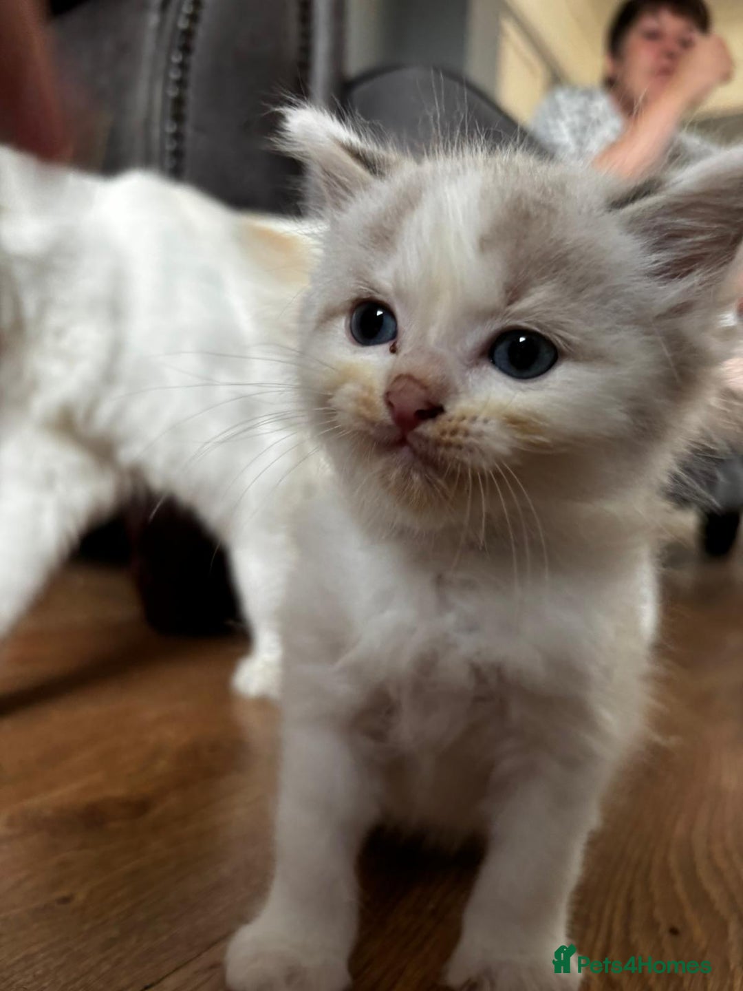 Ragdoll cats for sale: 8 gorgeous ragdoll kitten - Image 13