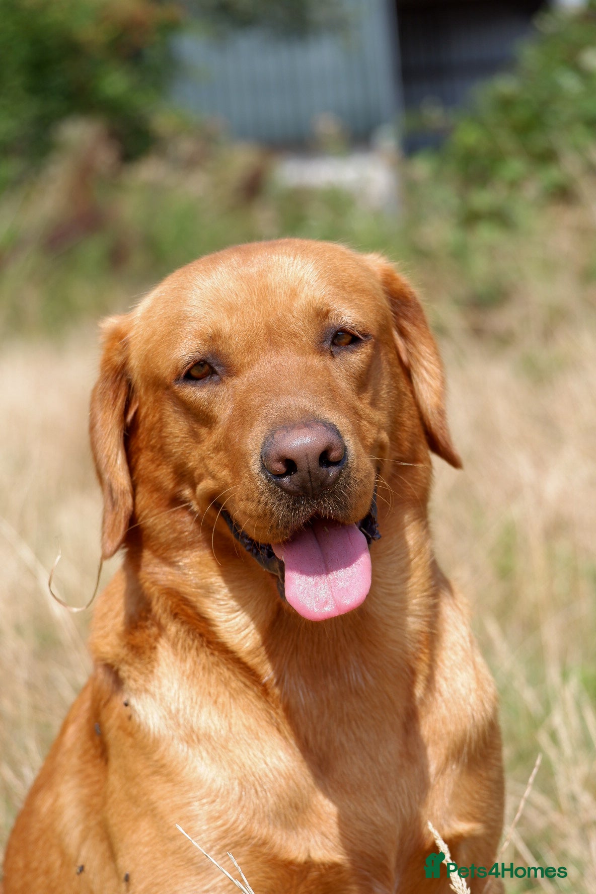 Labrador Retriever dogs PROVEN KC Fox Red Health Tested Labrador Stud Dog in Chippenham - Advert 18