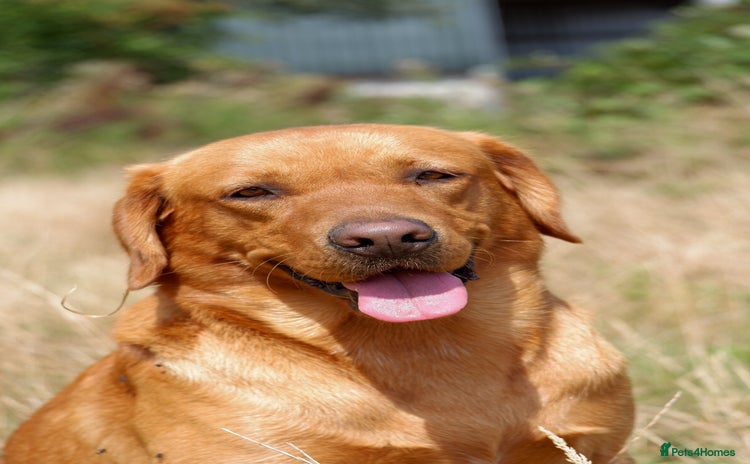 Labrador Retriever dogs in Chippenham - Advert 6