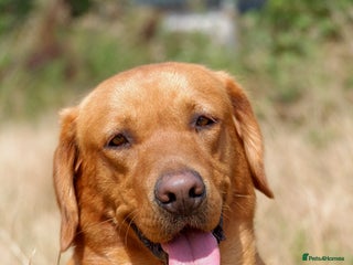 Labrador Retriever dogs in Chippenham - Advert 30