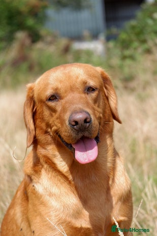 Labrador Retriever dogs in Chippenham - Advert 1