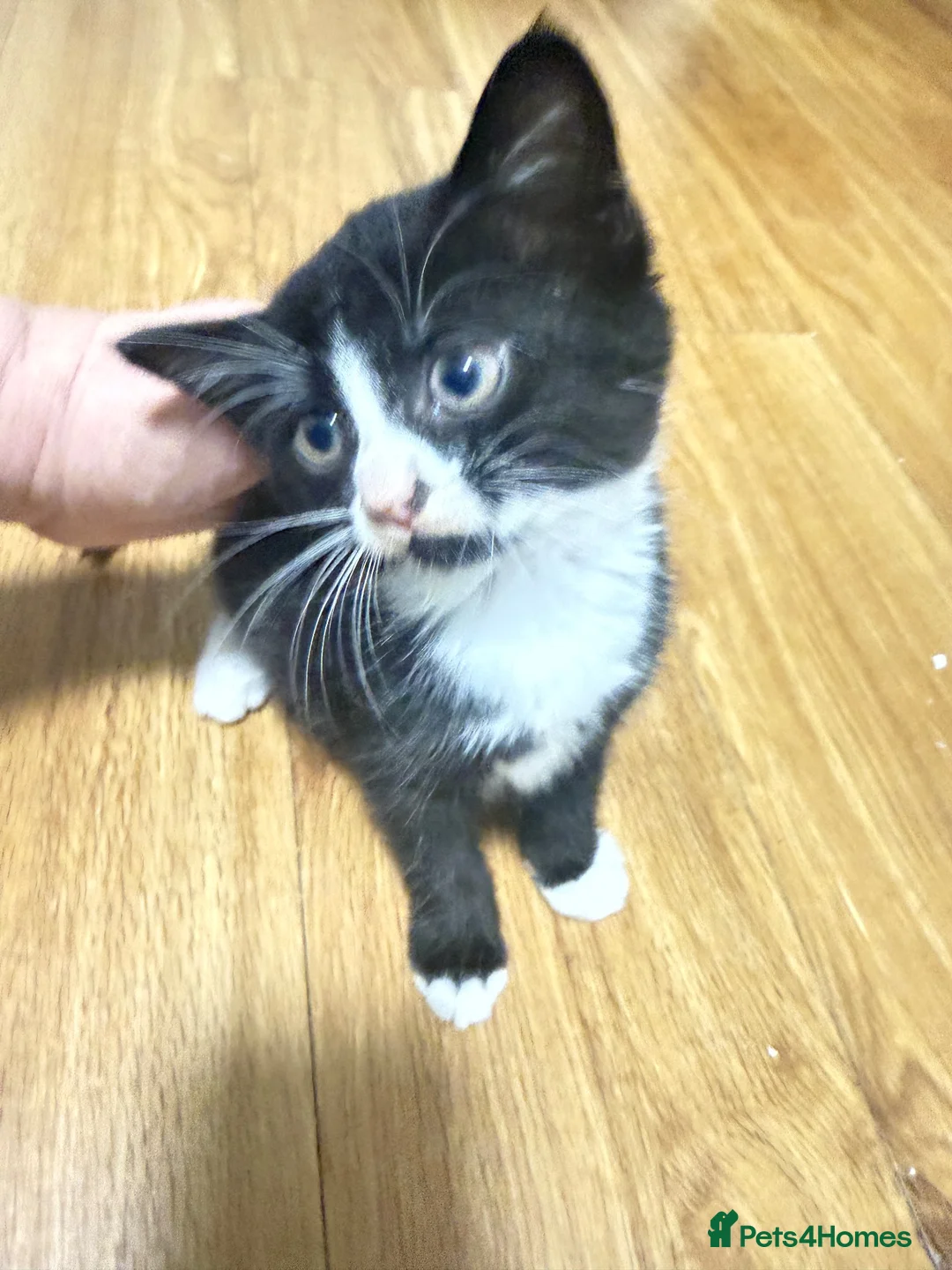 Mixed Breed cats for sale: Adorable female kitten  - Advert 2
