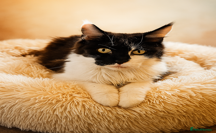 Maine Coon cats - Advert 7