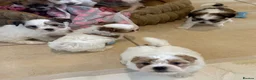 Morkie dogs for sale: RARE TOY Biewer Maltese (BIEWER MORKIE) - Advert 29