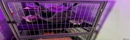 Chinchilla rodents for sale: Two Sweet Male Grey Chinchillas lookin for New Hom in Cardiff - Advert 3