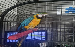 Macaws birds for sale: 2 macaws  - Image 2
