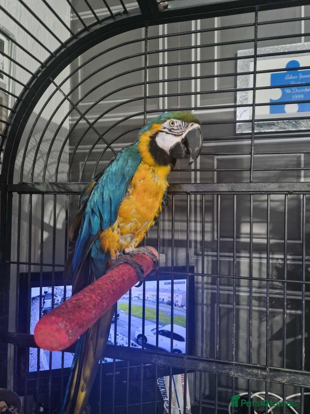 Macaws birds for sale: 2 macaws  - Image 2