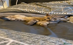 British Shorthair cats for sale: Last beautiful little British short haired boy  - Image 9