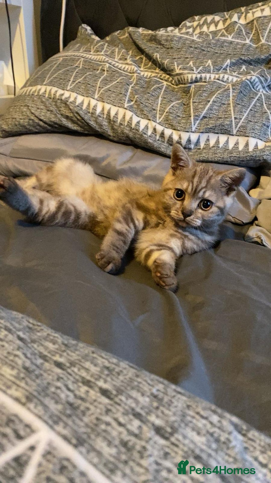 British Shorthair cats for sale: Last beautiful little British short haired boy  - Image 9