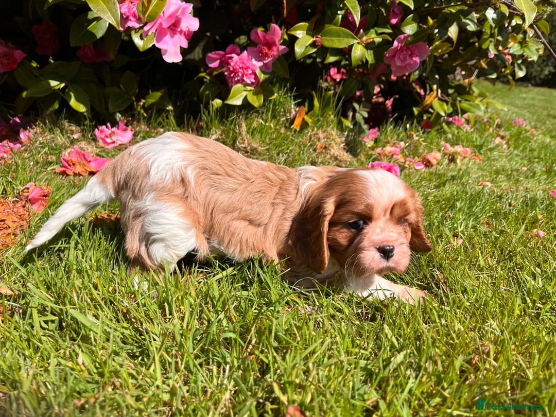 Cavalier King Charles Spaniel dogs for sale: KC reg Cavalier King Charles Spaniel Puppy  - Advert 2