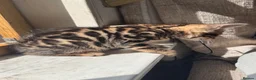 Mixed Breed cats for sale: Bencoon kittens Maine Coon x Bengal  - Advert 4