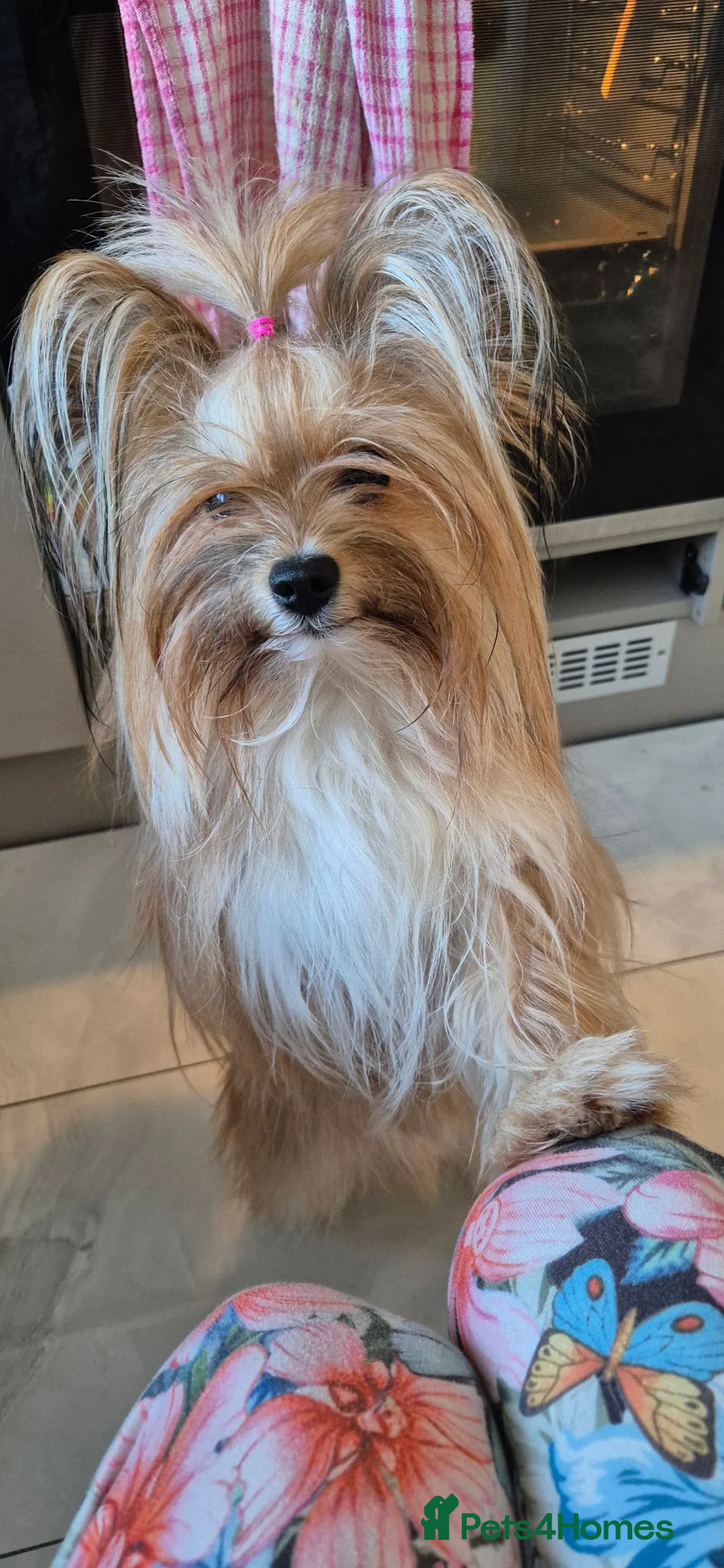 Yorkshire Terrier dogs for sale: 2 gorgeous colourful Yorkshire Terrier girls - Advert 2
