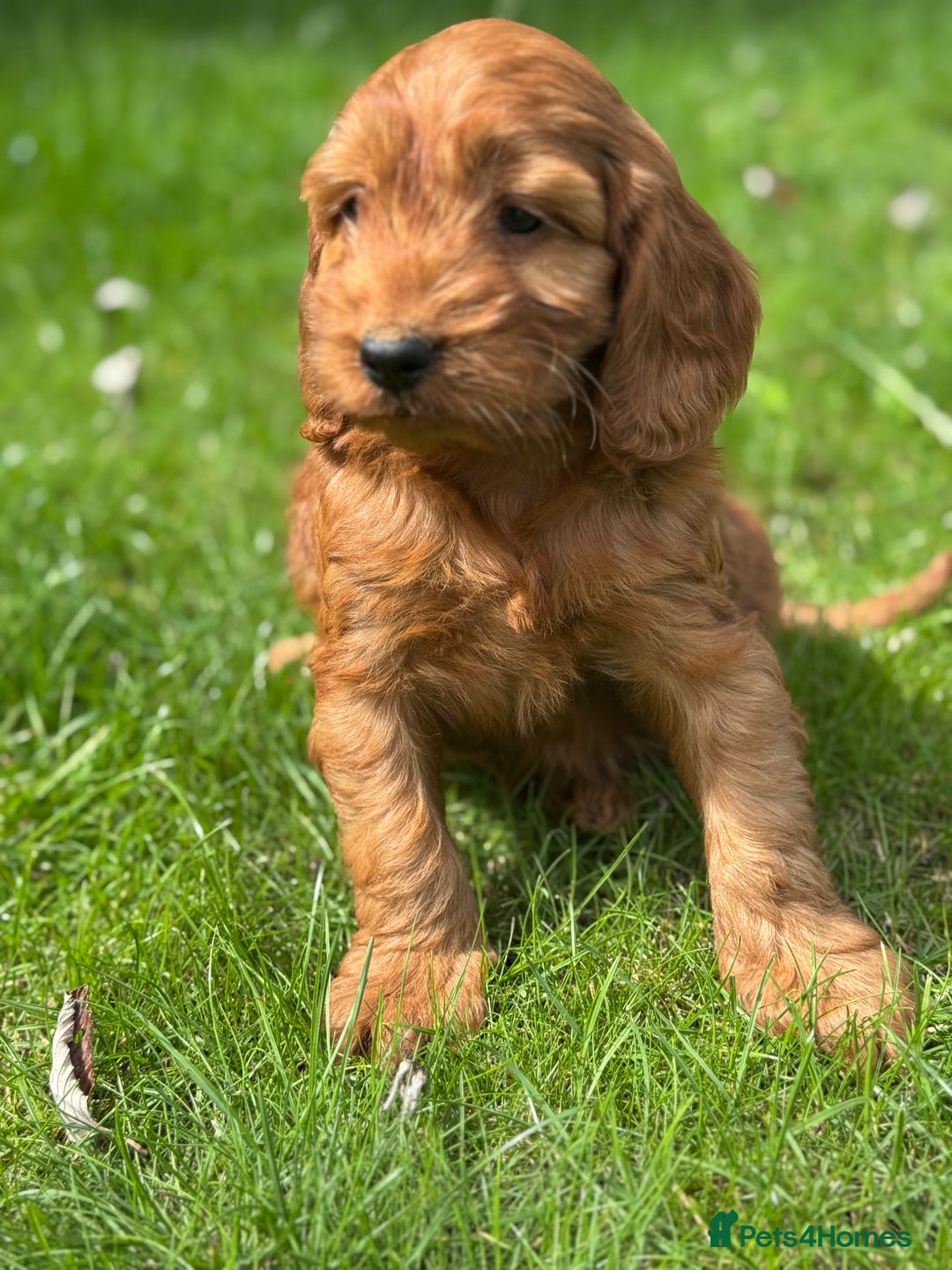 Cockapoo dogs for sale: BEAUTIFUL RED F1 COCKAPOO’S HEALTH TESTED PARENTS  - Image 10