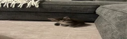 Maine Coon cats for sale: Maine coon kittens GCCF registered - Advert 12