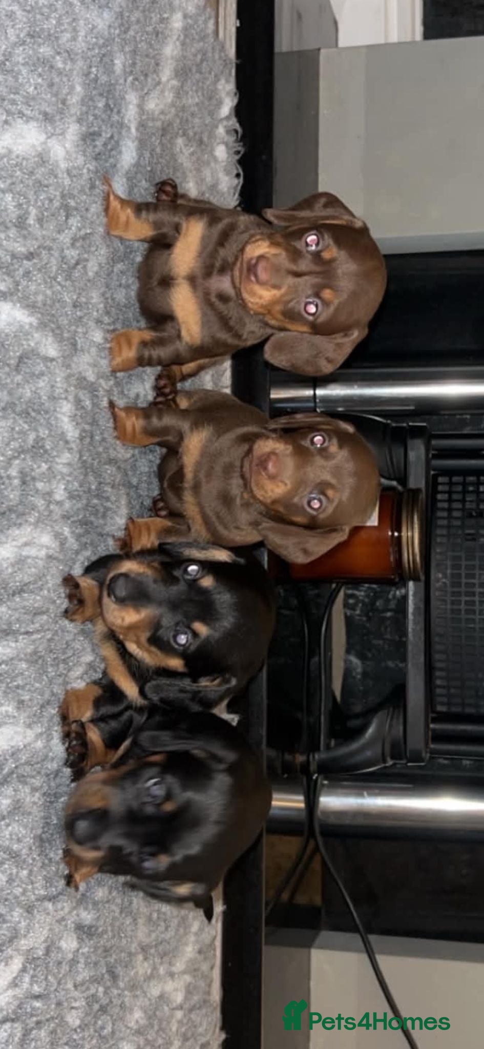 Miniature Dachshund dogs 4 beautiful miniature dachshunds - Advert 5