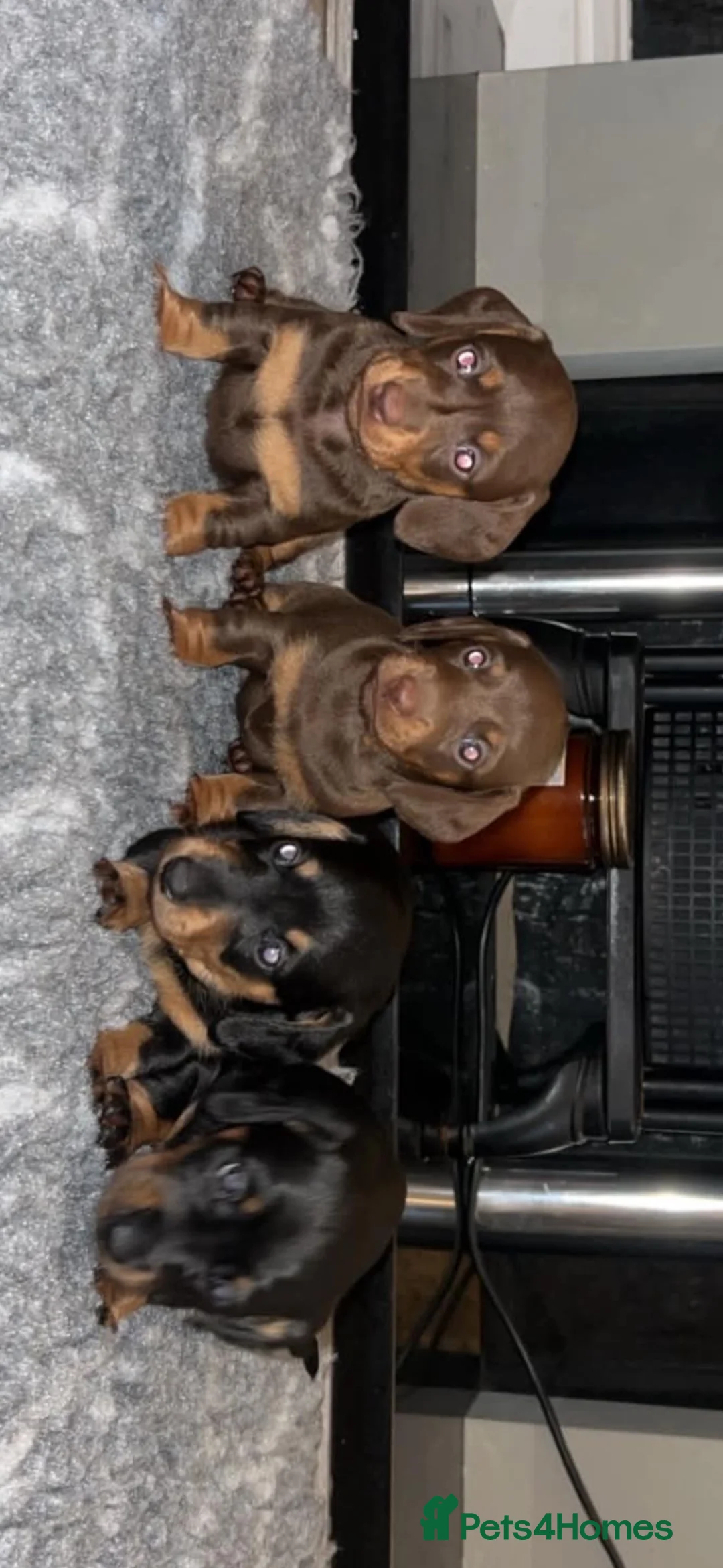 Miniature Dachshund dogs for sale: 4 beautiful miniature dachshunds - Advert 1