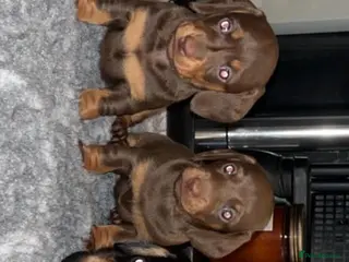 Miniature Dachshund dogs 4 beautiful miniature dachshunds - Advert 4